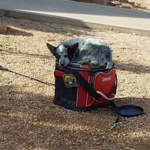 Meet your Posher, Celena